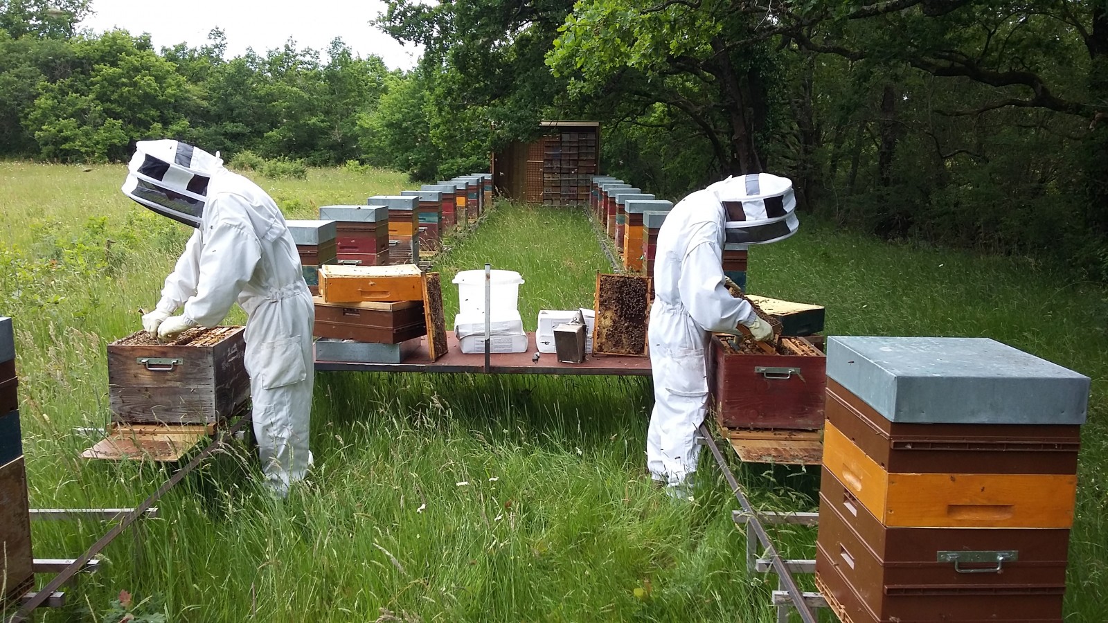 Un apiculteur à Euronat