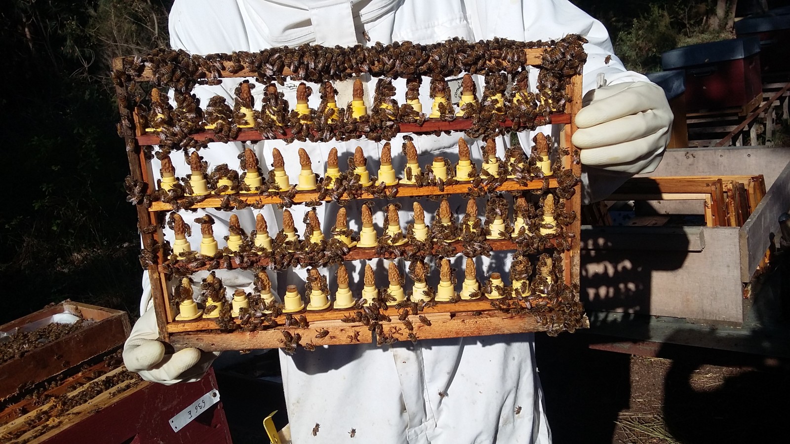 éleveur de reines d’abeilles à Euronat